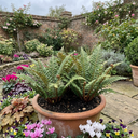 Soft Shield Fern Polystichum Setiferum Plants (Set of 3 or 6)