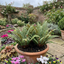 Set of 3 or 6 Soft Shield Fern Polystichum Setiferum Plants, Hardy Evergreen Shade Loving Perennial Ferns, Outdoor Garden Ready, 1 Litre / 11cm Root-Ball