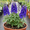 Delphinium Pixie Neptune Rocket Plant (3L Pot)