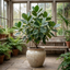 1 Clusia Rosea Autograph Tree Live Houseplant, Easy Care Indoor Tropical Plant, 17cm Root Ball