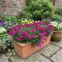 Arabis Aubris Deep Rose Plants (Set of 3 or 6)