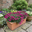 Set of 3 or 6 Large Plants - Arabis Aubris Deep Rose, Ready to Plant in Your Garden, 1L