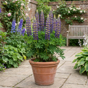 Lupin Manhattan Lights Plants