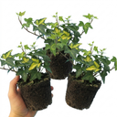 Ceanothus Blue Mound Plant (2L Pot)