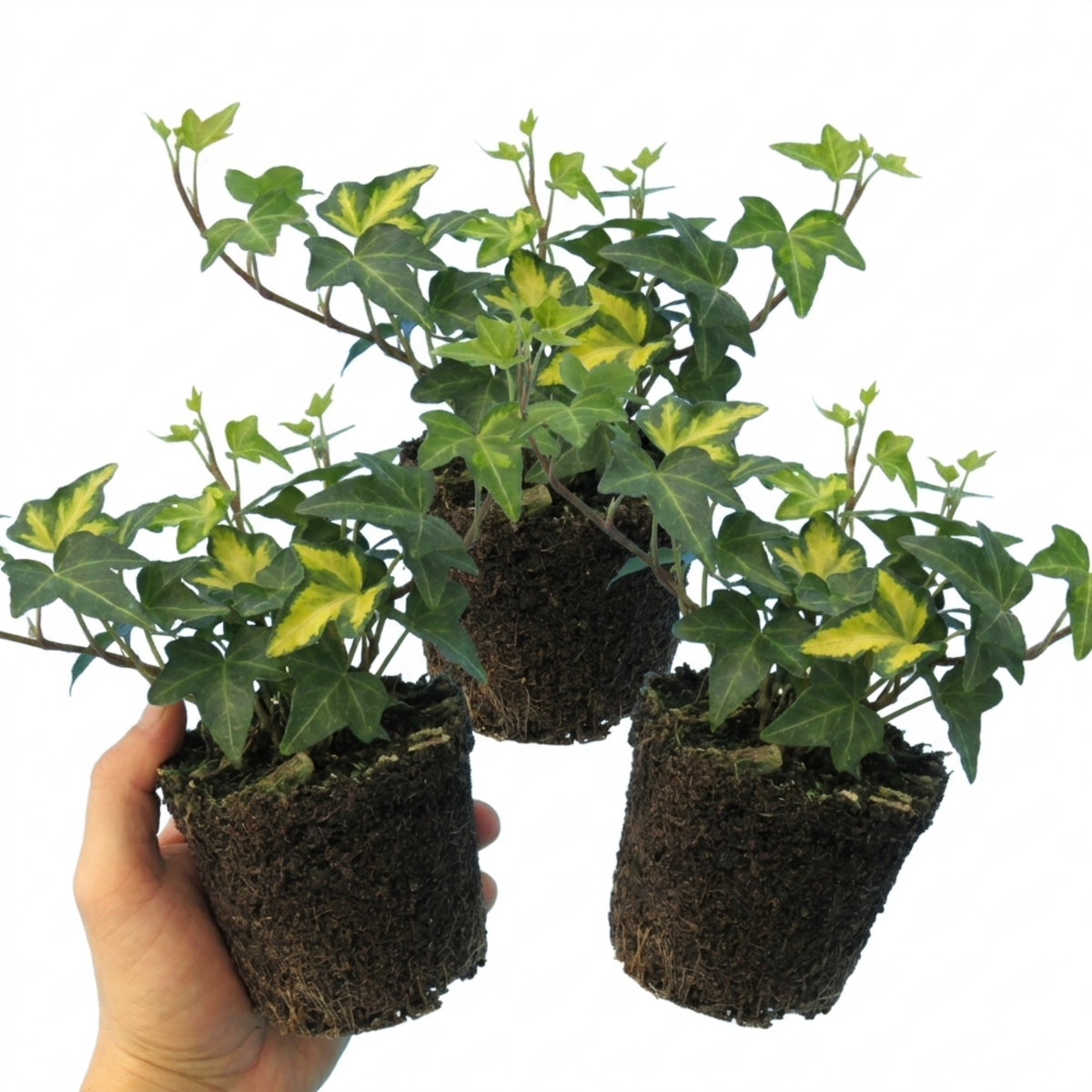 Ceanothus 'Blue Mound' (Californian Lilac) – Evergreen Shrub (2L Pot)