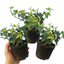 1 Large Plant - Ceanothus Blue Mound, Ready to Plant in Your Garden, 2L Pot