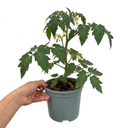 Supersteak Beefsteak Tomato Plants