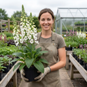 Digitalis Hanabee White Foxglove Plants
