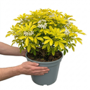 1 Choisya Sundance Plant, Hardy Evergreen Mexican Orange Blossom, 7.5 Litre Root Ball