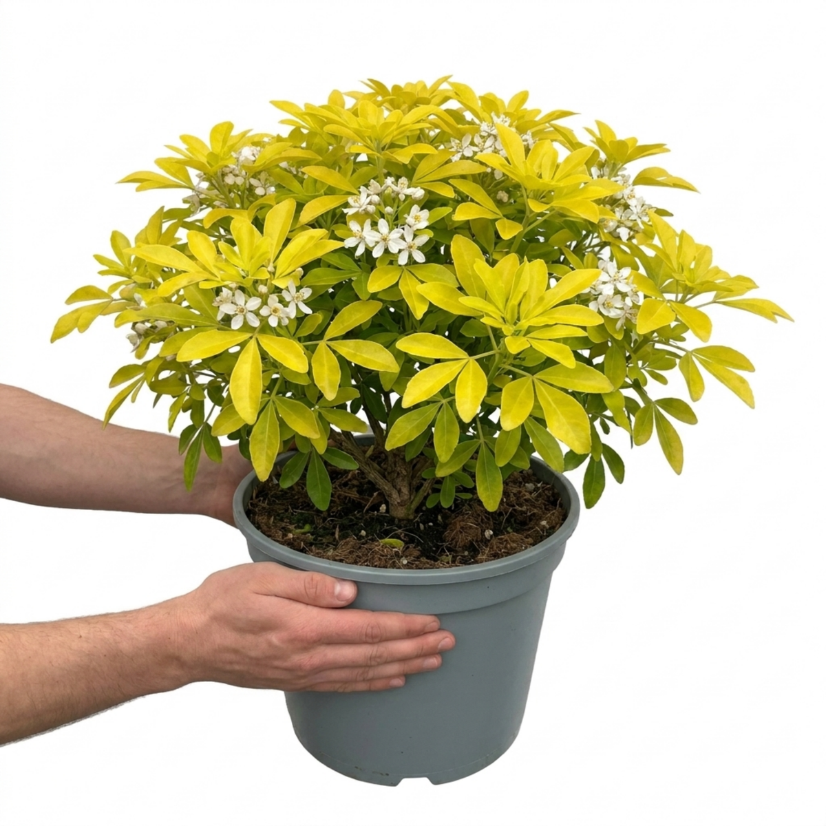 Choisya ternata 'Sundance' (Mexican Orange Blossom) – Golden Evergreen Shrub (7.5L Pot)
