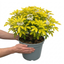 1 Choysia Sundance Plant, Hardy Evergreen Mexican Orange Blossom, 7.5 Litre Root Ball