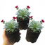 Set of 3 or 6 Saxifrage Ice Colours Red Plants, Hardy Alpine Perennial Rockery Ground Cover, Outdoor Garden Ready, 1 Litre Root-Ball