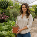 3L Olive Tree Plant, 80-100cm, Mediterranean Nursery Pots