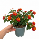 Lantana Bandolista Chilli Plant (2L Pot)