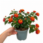 1 Large Plant - Lantana Bandolista Chilli, Ready to Plant in Your Garden, 2L Pot