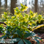 1 Large Plant - Hellebore Foetidus, Ready to Plant in Your Garden, 2L Pot