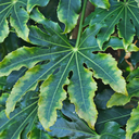 Fatsia Camouflage Plant