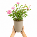 3Ltr Pink Patio Rose Bush, Outdoor Garden Ready, Pots