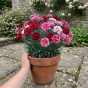 Dianthus Cherry Daiquiri Plants