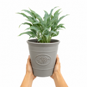 3Ltr Hosta Tears from Heaven, Shade Perennial, Nursery Pots