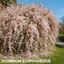 1 Live Outdoor Garden Ready Pink Jasmine Plant - Jasminum x stephanense, 2L Pot