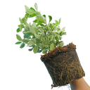 Euonymus Kathy Plant (2L Pot)