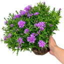 Alpha Light Pink Plant (2L Pot)