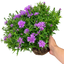 1 Large Aster Plant - Alpha Light Pink, Ready to Plant in Your Garden, 2L