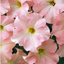 Set of 3 Large Plants - Petunia Express Apple Blossom, Outdoor Garden Ready