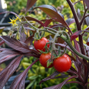 Patio Cherry Tomato Plants