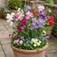 Set of 3 or 6 Large, Garden Ready Plants - Sweet Pea Spencer Mix, 10.5 cm Rootballs
