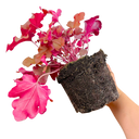 Heuchera Boysenberry Plant (2L Pot)