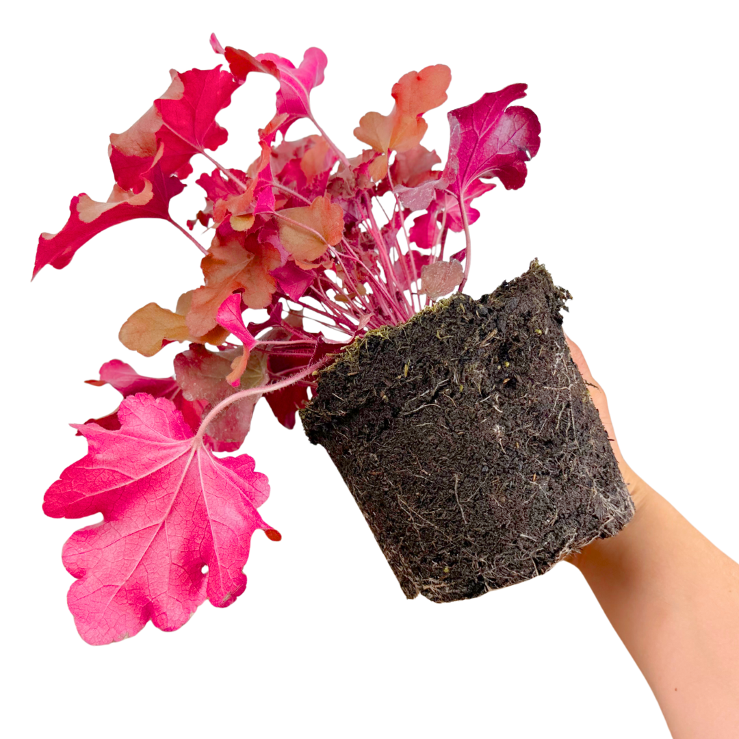 Heuchera 'Boysenberry' (Coral Bells) – Evergreen Perennial (2L Pot)