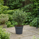 3 Litre Bushy Olive Tree, Nursery Pot, Outdoor, Pots