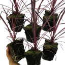 Cordyline Charlie Boy Plants (Set of 3 or 6)