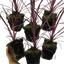 Set of 3 or 6 Large Plants - Cordyline Charlie Boy, Ready to Plant in Your Garden, Peat-Free