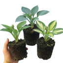 Hosta Growers' Mix Plants (Set of 3 or 6)