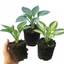 Set of 3 or 6 Large Hosta Growers' Mix Plants, Outdoor Garden Ready Hardy Shade Perennials, 1 Litre Root Ball