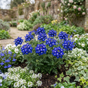 Trailing Verbena Blue Eye Plants (Set of 3 or 6)