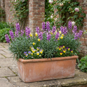 Erysimum Bowles Mauve Evergreen Wallflower Plants (Set of 3 or 6)