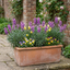 Set of 3 or 6 Erysimum Bowles Mauve Evergreen Hardy Perennial Wallflower Plants, Outdoor Garden Ready, 1 Litre / 11cm Root-Ball