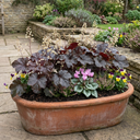 Heuchera Palace Purple Coral Bells Plants (Set of 3 or 6)