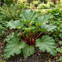 Rhubarb Victoria Plants