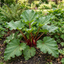 1 Rhubarb Victoria Plant, Hardy Perennial, Grow Your Own Fruit, Garden Ready, 17cm Root Ball