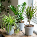 Spider Plants