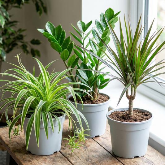 Three pale pots by a window: striped spider plant, glossy ZZ plant and red-edged dracaena