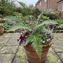 Dryopteris Linearis Polydactyla Male Fern Plants (Set of 3 or 6)