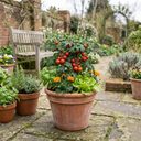 Tomato Veranda Red Variety Plants (Set of 3 or 6)