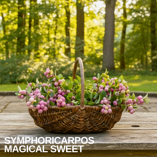 Wicker trug on a garden table filled with cut snowberry stems carrying round pink berries