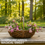 1 Large Plant - Symphoricarpos Magical Sweet, Outdoor Garden Ready, 3L Pot